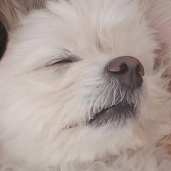 Meet your Posher, Sally - Picture 1 of 1